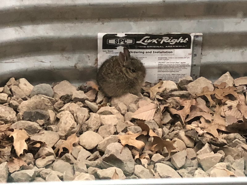First bunny